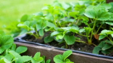 dikilen çilek ile bir piramit şeklinde ahşap Bahçe