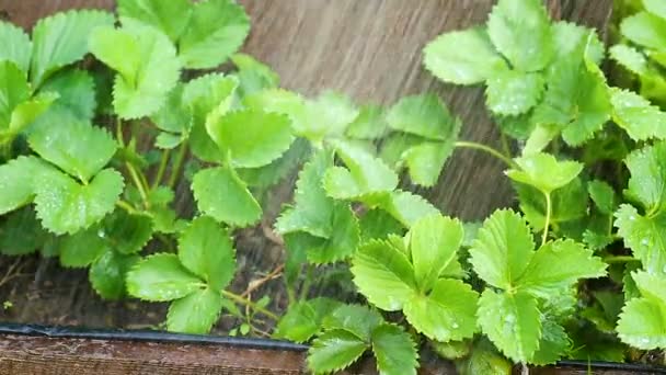 Wooden garden in the shape of a pyramid with planted strawberries — Stock Video