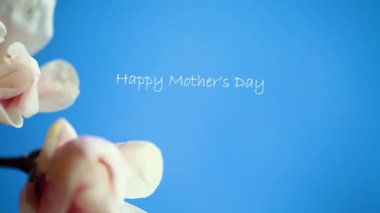 Güzel pembe Manolya çiçek