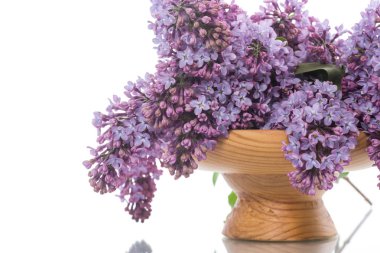 çiçek açması baharın leylak dalı