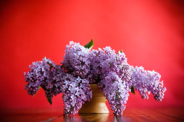 Гілка квітучого весняного бузку — стокове фото