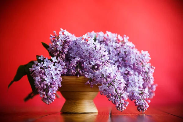 Gren av blommande våren lila — Stockfoto