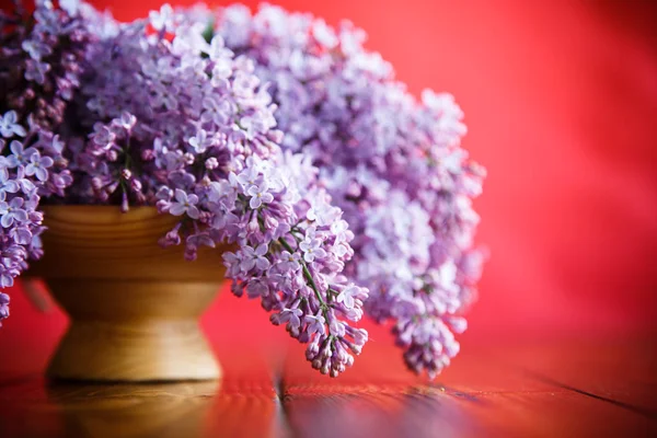 Ramo di lilla primaverile fiorente — Foto Stock