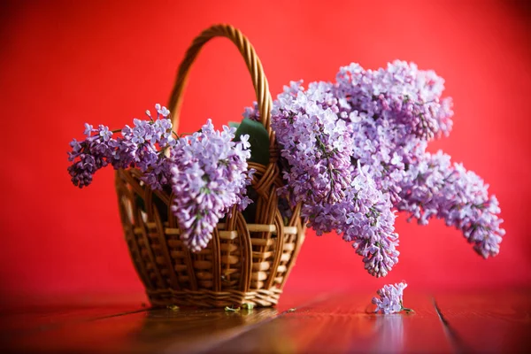 Ramo de lilás de primavera florescente — Fotografia de Stock