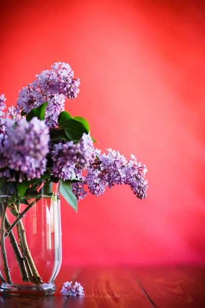 Ramo di lilla primaverile fiorente — Foto Stock