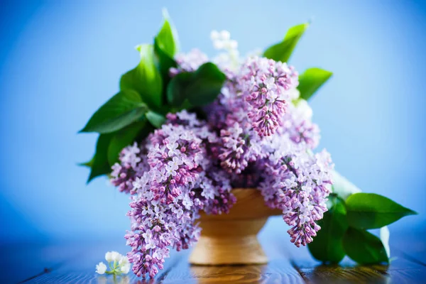 Ramo di lilla primaverile fiorente — Foto Stock