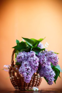 çiçek açması baharın leylak dalı