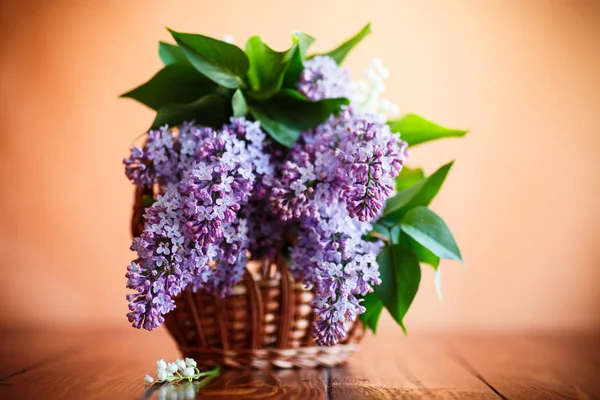 Ramo di lilla primaverile fiorente — Foto Stock