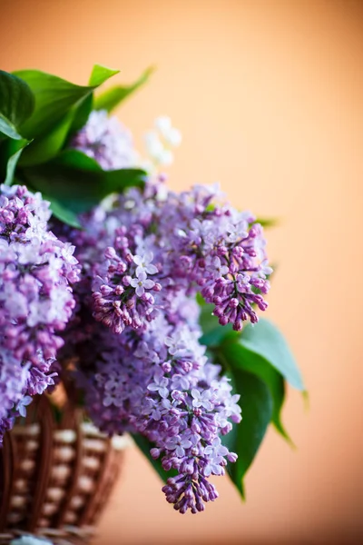 Ramo di lilla primaverile fiorente — Foto Stock