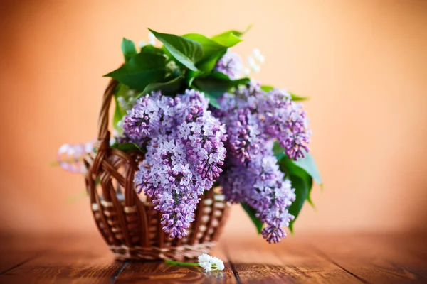 Tak van de bloeiende lente Lila — Stockfoto