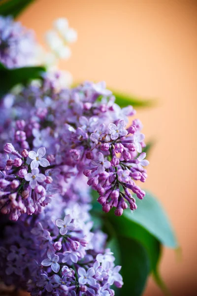 Pobočka rozkvetlé jaro lila — Stock fotografie