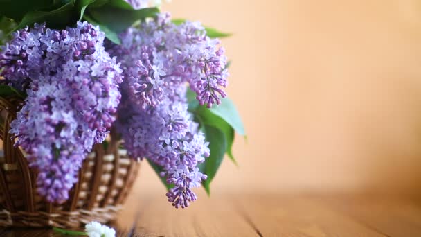 Ramo de lilás de primavera florescente — Vídeo de Stock