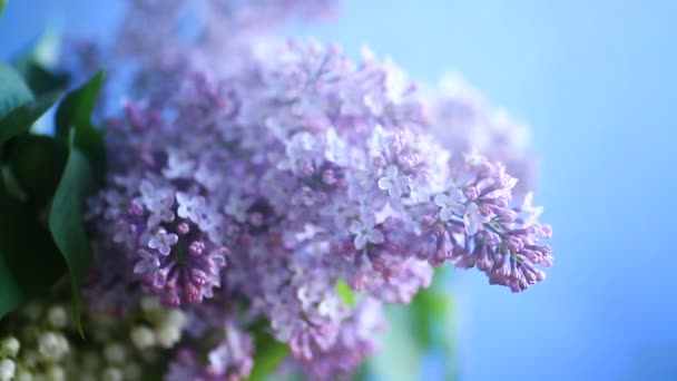 Branch of blossoming spring lilac — Stock Video