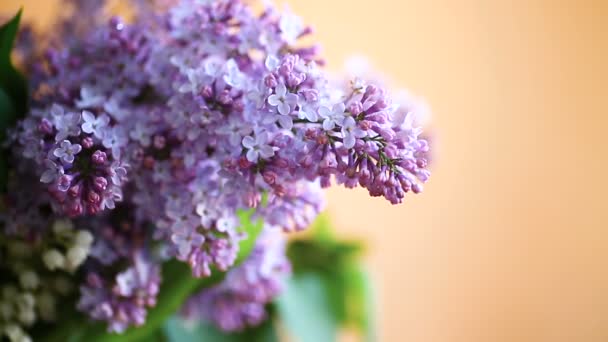 Branch of blossoming spring lilac — Stock Video