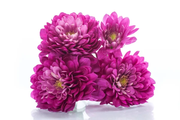 Bouquet of beautiful chrysanthemums — Stock Photo, Image