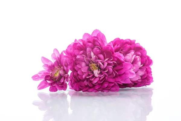 Bouquet of beautiful chrysanthemums — Stock Photo, Image