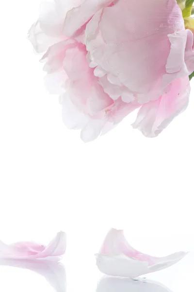 Gyönyörű bazsarózsa virágok — Stock Fotó