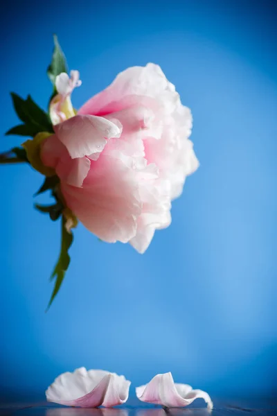 Hermosa peonía rosa — Foto de Stock
