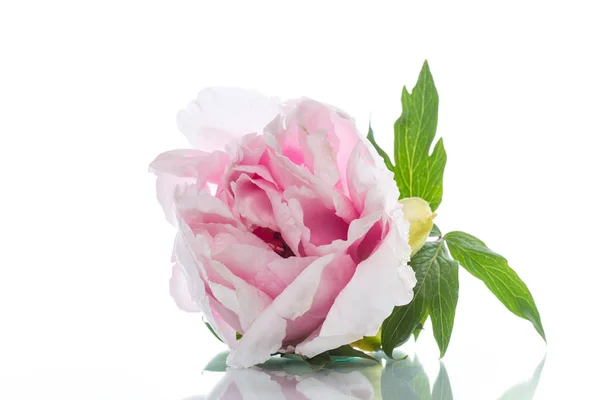 Mooie peony bloemen — Stockfoto