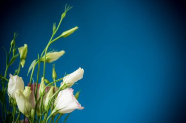 güzel pembe lisianthus çiçekler mavi izole