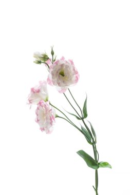 güzel pembe lisianthus çiçekler beyaz izole