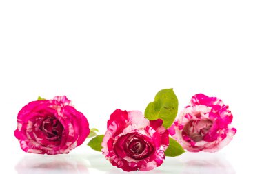 beyaz üzerinde kırmızı gül ile iki ton beyaz