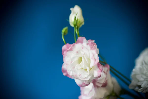 Belas flores lisianthus rosa isoladas em azul — Fotografia de Stock