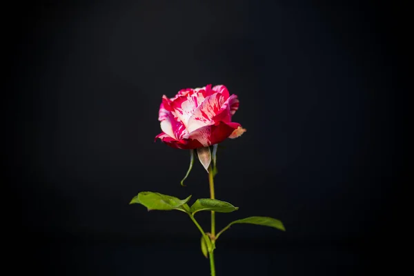 Δύο τόνων λευκό με κόκκινο τριαντάφυλλο σε ένα μαύρο — Φωτογραφία Αρχείου