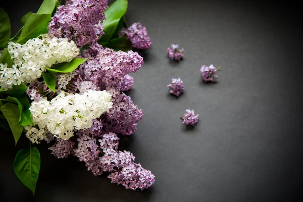 Hermosas ramas de primavera de lila sobre un negro —  Fotos de Stock