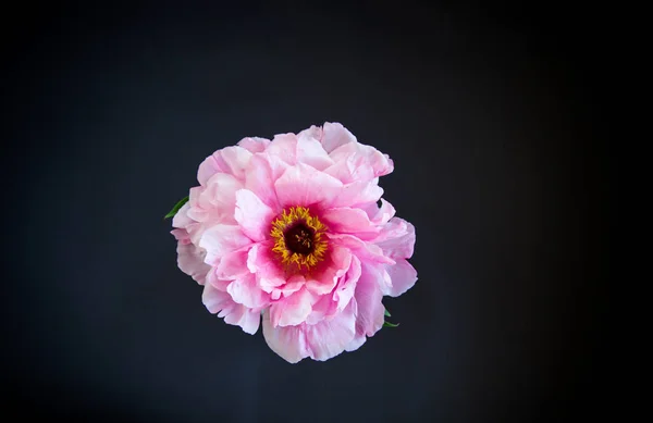 Pink Peony flower ,Paeonia suffruticosa, isolated on black — Stock Photo, Image