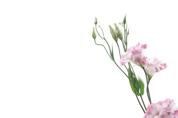 Belles fleurs de lisianthus rose isolées sur blanc — Photo