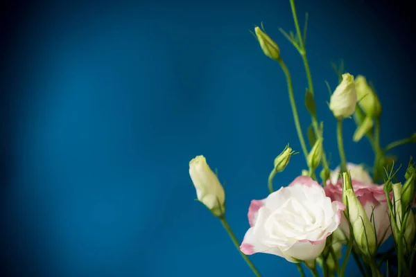 Hermosas flores de lisianthus rosa aisladas en azul — Foto de Stock
