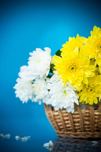 Strauß weißer Chrysanthemen mit einer Grußkarte für Mama — Stockfoto