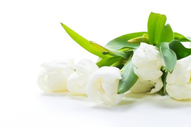 Beyaz arka planda izole edilmiş güzel beyaz laleler.