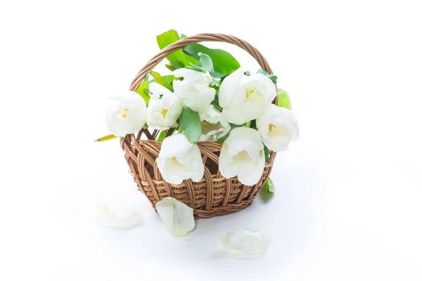 美丽的白色郁金香花 背景为白色 — 图库照片