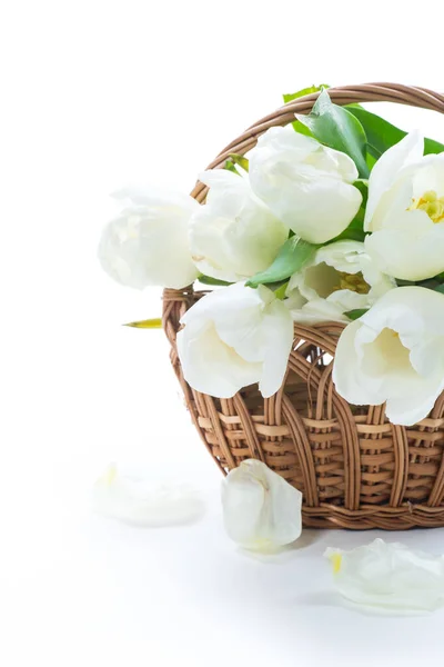 Mooi Boeket Van Witte Tulpen Geïsoleerd Witte Achtergrond — Stockfoto