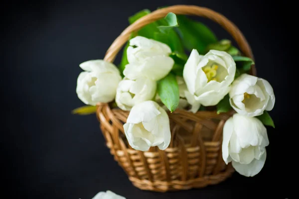 Beautiful Bouquet White Tulips Isolated Black Background — Stock Photo, Image