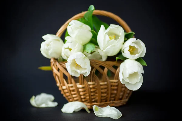Krásná Kytice Bílých Tulipánů Izolovaných Černém Pozadí — Stock fotografie