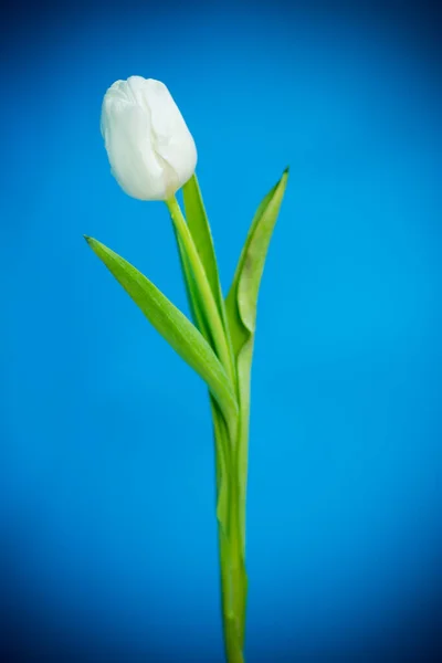 Hermoso Ramo Tulipanes Blancos Aislados Sobre Fondo Azul — Foto de Stock