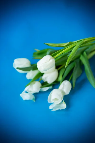 Beau Bouquet Tulipes Blanches Isolées Sur Fond Bleu — Photo