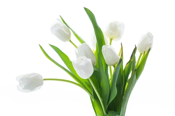 Schöner Strauß Weißer Tulpen Isoliert Auf Weißem Hintergrund — Stockfoto