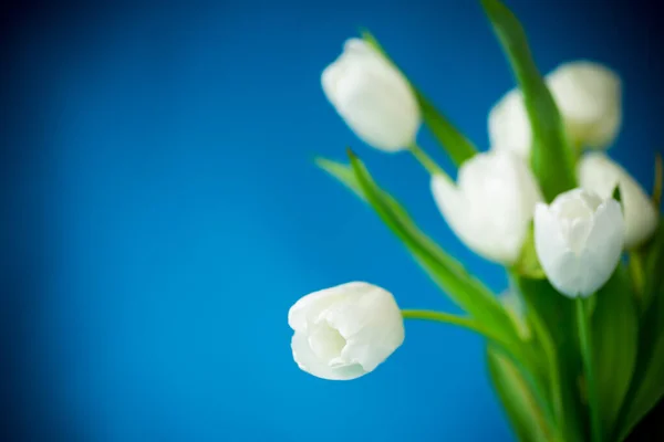 青い背景に孤立した白いチューリップの美しい花束 — ストック写真