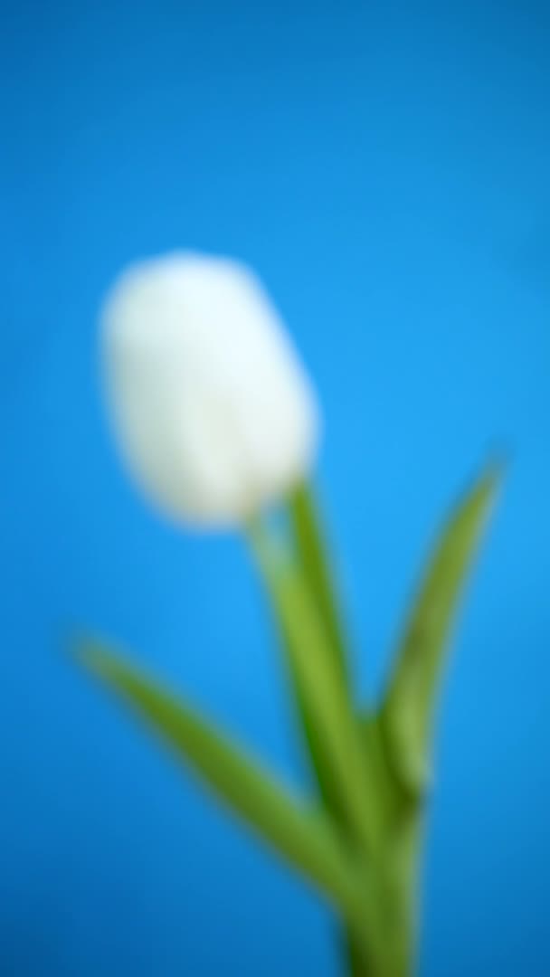 Krásnou kytici bílých tulipánů na modrém pozadí — Stock video