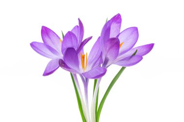 bahar mor küçük çiçek beyaz arkaplanda izole