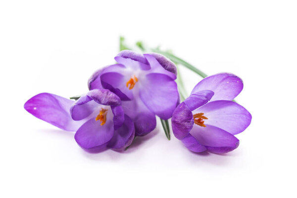 spring purple little crocus flowers isolated on white background
