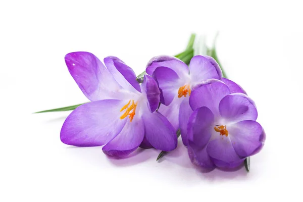 Spring Purple Little Crocus Flowers Isolated White Background — Stock Photo, Image
