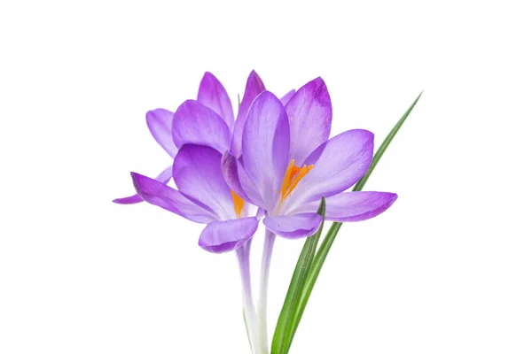 Spring Purple Little Crocus Flowers Isolated White Background — Stock Photo, Image