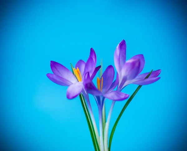 Primavera Viola Piccoli Fiori Croco Isolati Sfondo Blu — Foto Stock