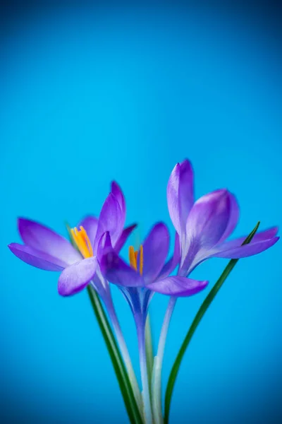 Primavera Viola Piccoli Fiori Croco Isolati Sfondo Blu — Foto Stock