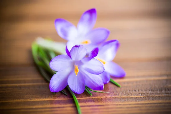 Primavera Roxo Pequenas Flores Croco Uma Mesa Madeira — Fotografia de Stock